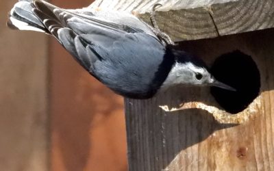 If a Nuthatch Sees Its Shadow…