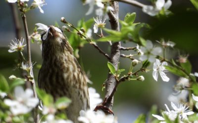 Tastes Like Spring