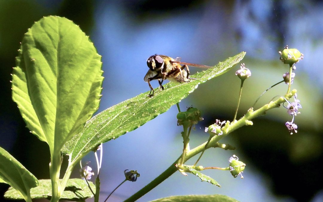 Eristalis Tenax