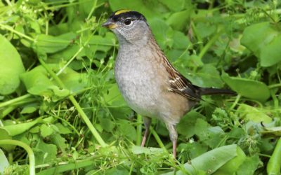 The Melancholy Sparrow