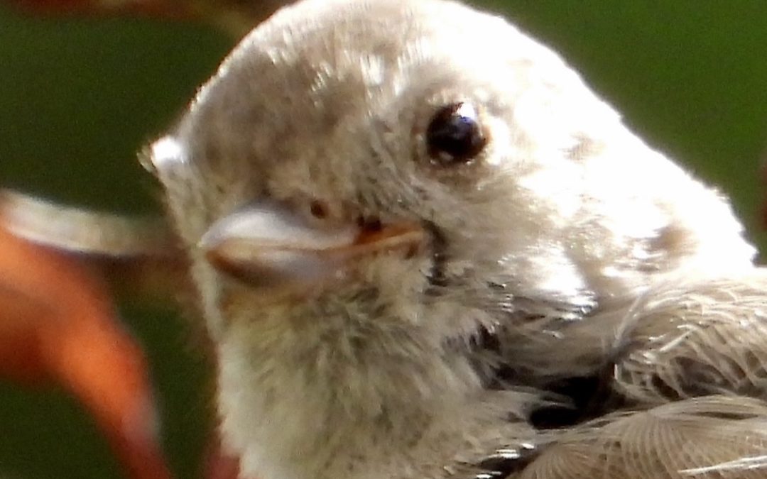 Smiling Titmouse